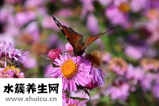 桃花姬阿膠怎么樣