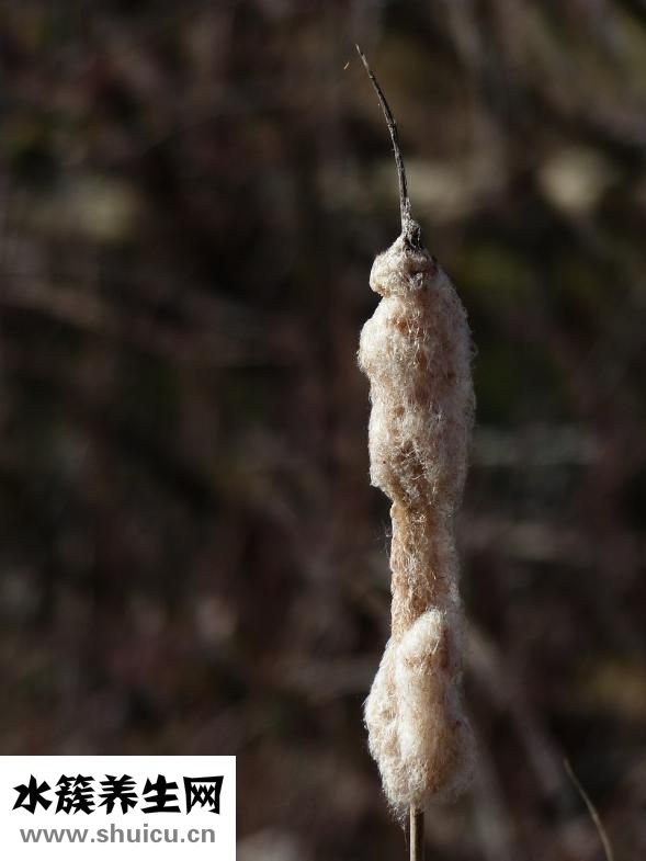 怎么樣發海螺干