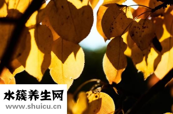 柯受良怎么去世的