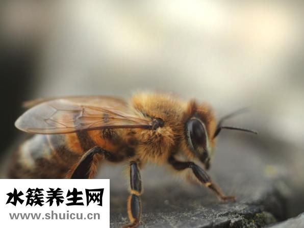 漁之源釣椅怎么樣