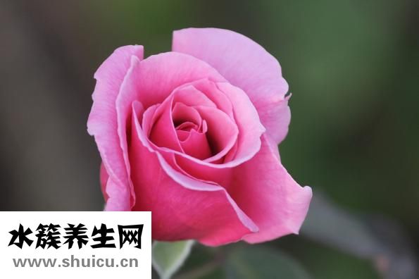 花城是哪里