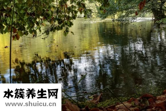 博瑞美水怎么樣