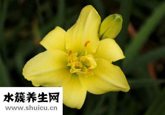 雨萱精油怎么樣