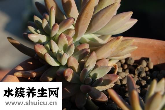 芭歐衣服怎么樣