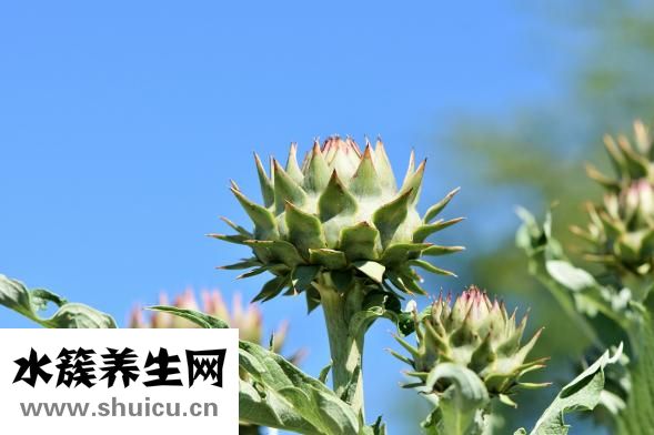 鴻茅藥酒怎么樣