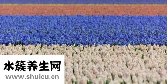 花田色的東西怎么樣