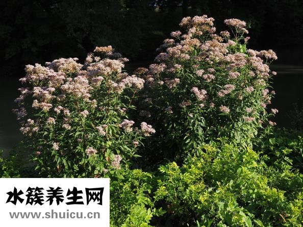 吃螃蟹過(guò)敏怎么辦