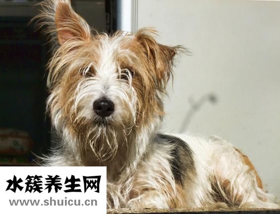 陶絲沐浴露怎么樣