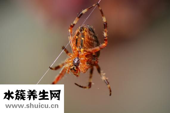 玉檀為什么被蒸