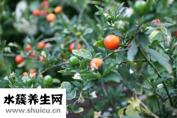 怎么做醋泡花生