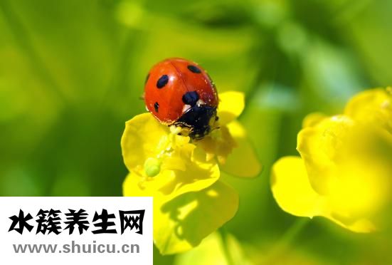 苗一針效果怎么樣