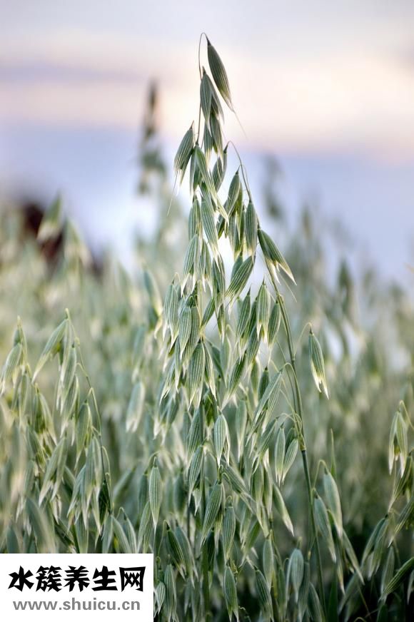 美澳健益生菌怎么樣