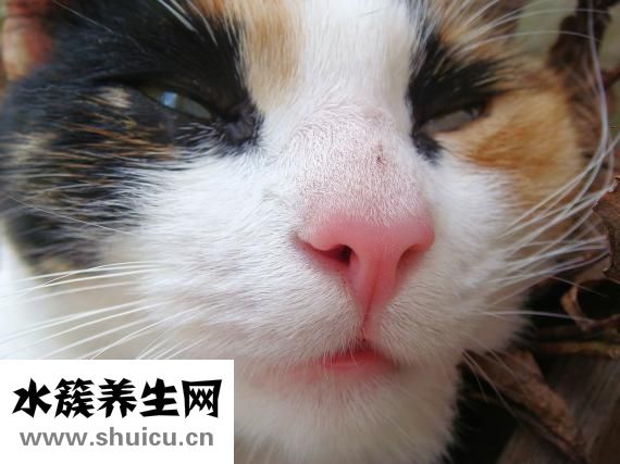 不冬眠的動物有哪些