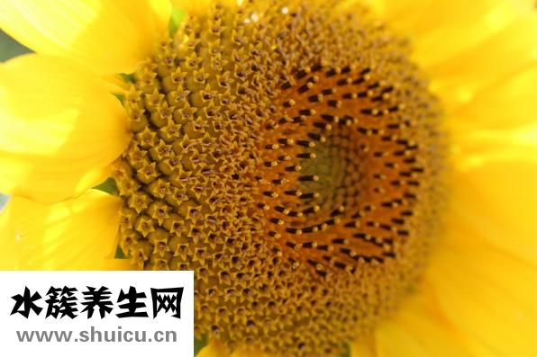 西馳手表怎么樣