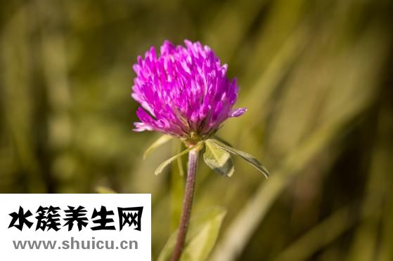 謝衛(wèi)國(guó)隆鼻怎么樣