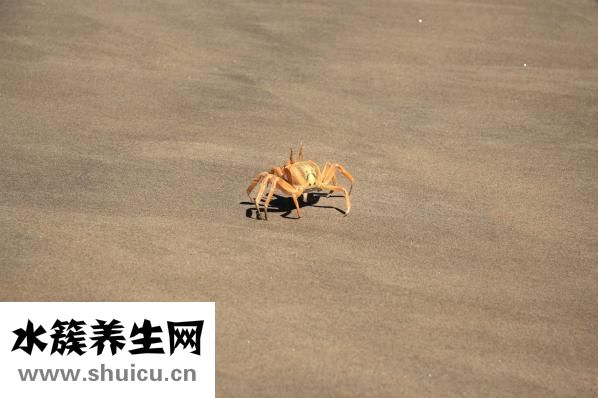 吃螃蟹過(guò)敏怎么辦