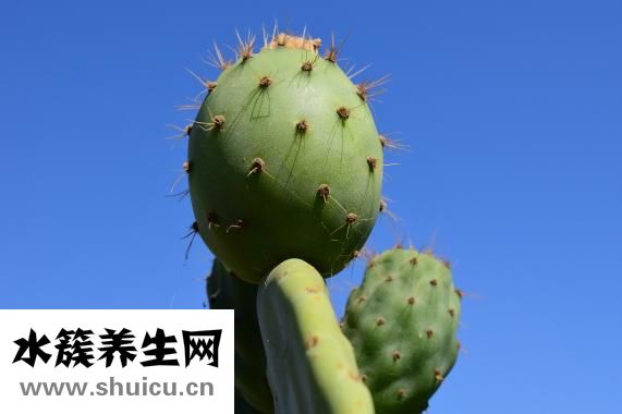 蜀尚蓉雅怎么樣