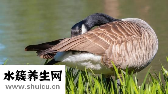 康衣兒羽絨服怎么樣