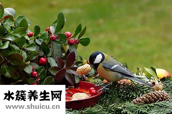 怎么做醋泡花生