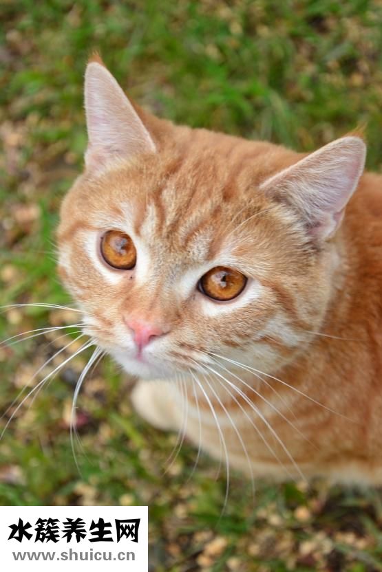 小孩近視眼怎么辦