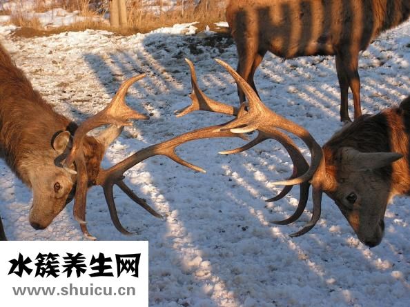 牧鹿服飾怎么樣