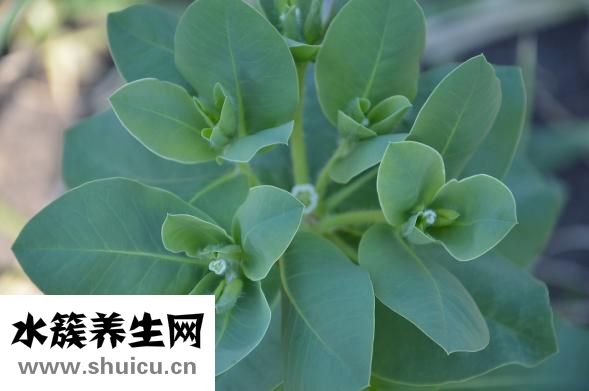 田國靜修復怎么樣