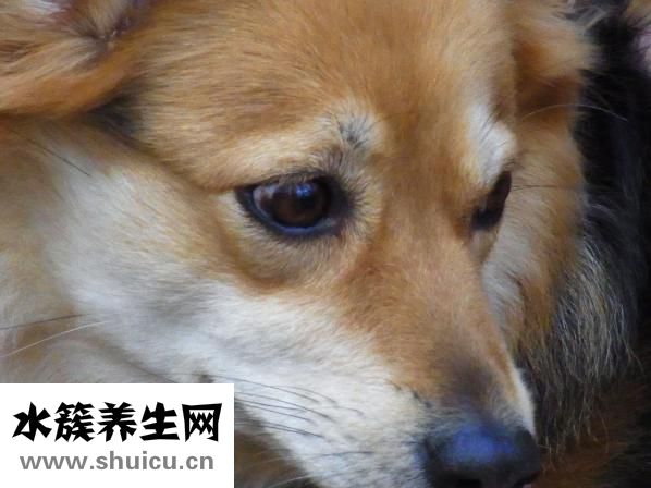 袁騰飛眼睛怎么了