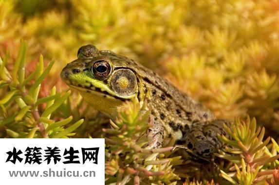 不冬眠的動物有哪些