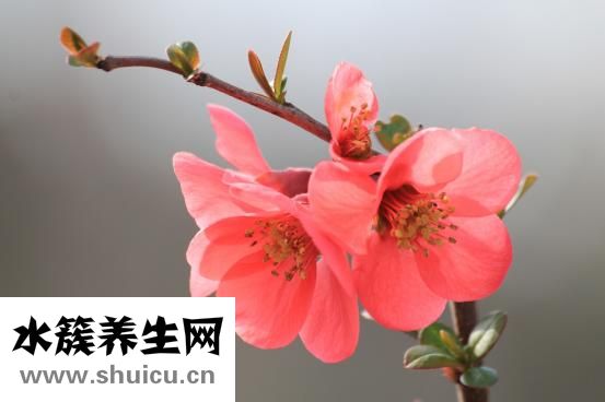 竹海一品怎么樣