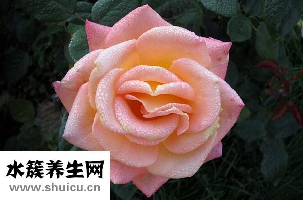 十朵玫瑰代表什么