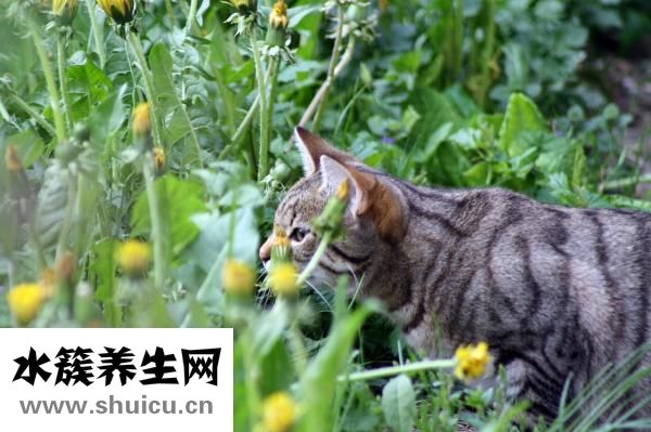 亦貝安水蘇糖怎么樣