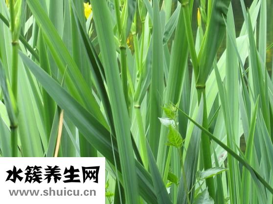 橄欖油百雀羚怎么樣