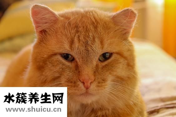 太平鳥的大衣怎么樣