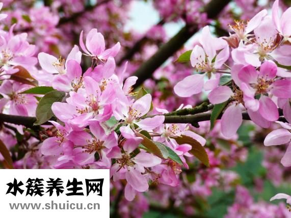 櫻檀蘭木佛珠怎么樣