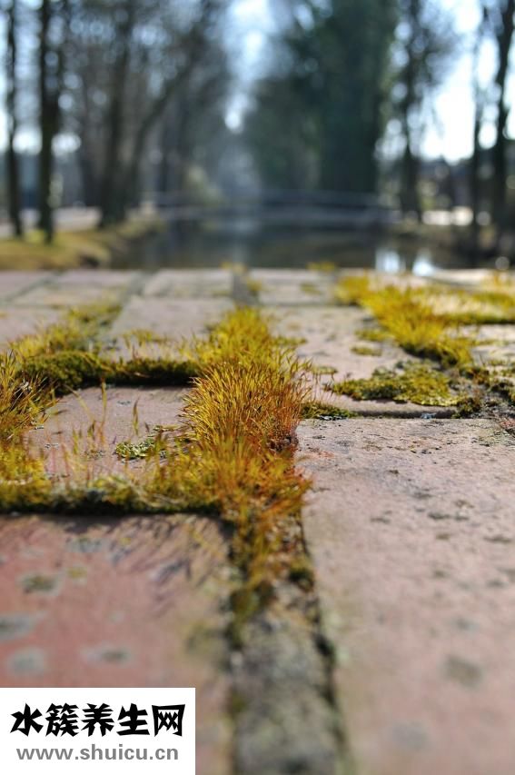 絲塔夫保濕霜怎么樣