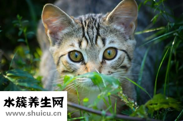 閔寶權(quán)怎么樣