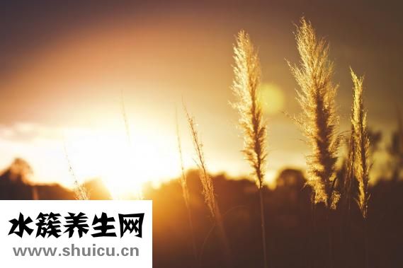 心臟移植后能活多久