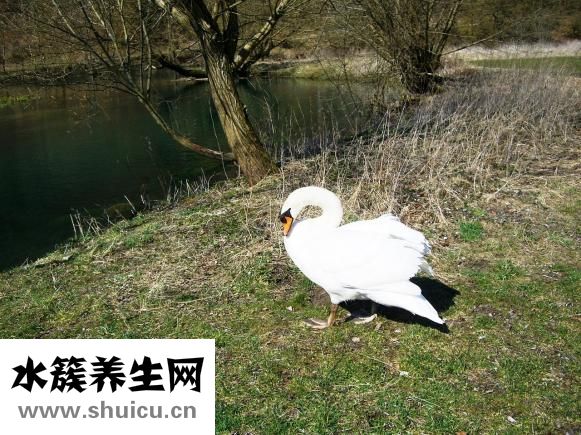 回天白蛋白怎么樣