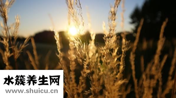 減肥食譜有哪些