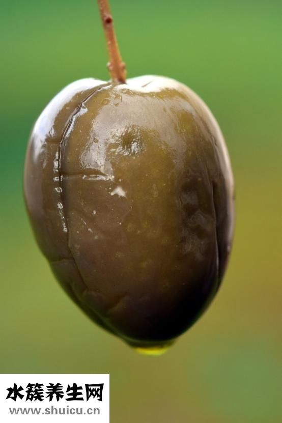 橄欖油百雀羚怎么樣