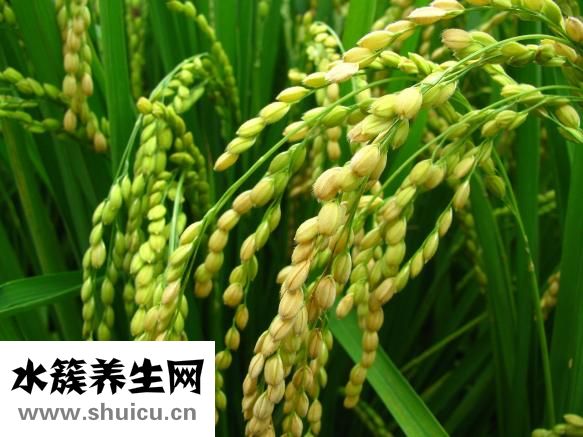 藻瘦減肥效果怎么樣