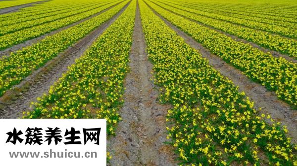 益母草什么時候吃