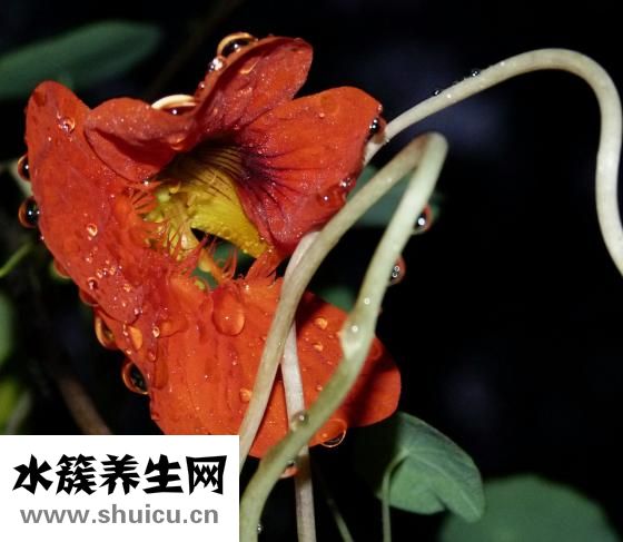 金蓮花效果怎么樣