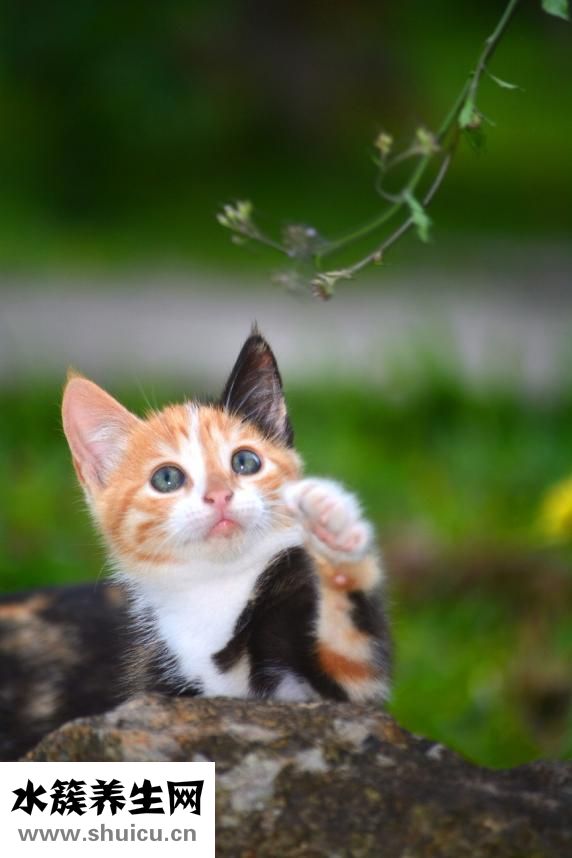 閔寶權(quán)怎么樣