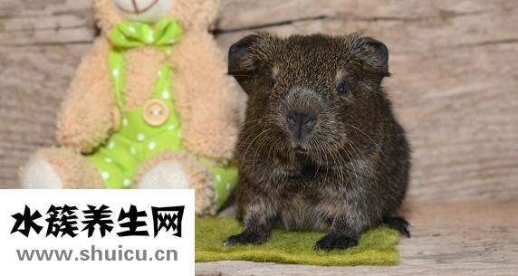 科莎家紡怎么樣