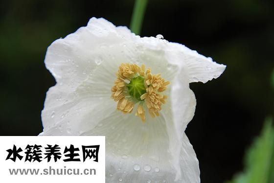 右肩膀疼是怎么回事