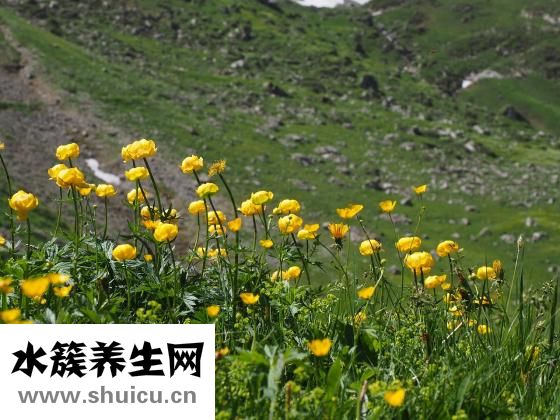 金蓮花效果怎么樣