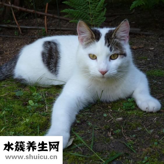 俄羅斯貂皮怎么樣