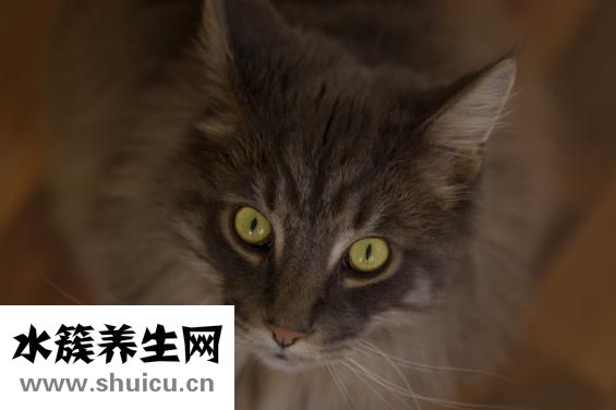 阿瞳視力儀怎么樣