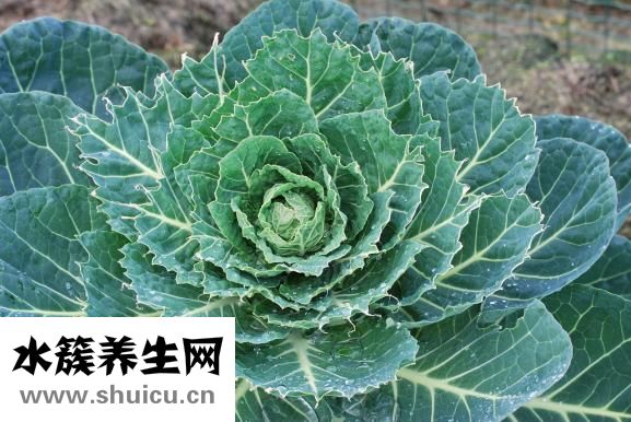 喬萬尼女裝怎么樣